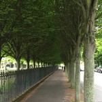 Tree Canopy Next to Herbert Park